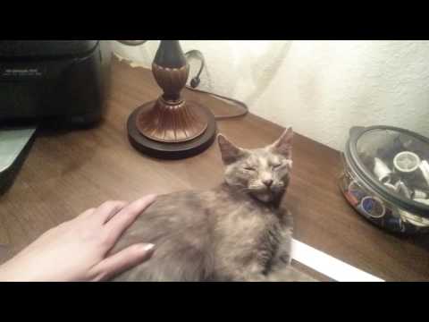 SouthernASMR Sounds Vlog 9-29-2016 ~ Eevee, Part 2