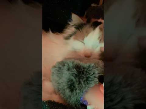 Cat Asmr- Purring  #asmr #asmrcontent  #asmrpurr #cat #asmrcommunity #relax
