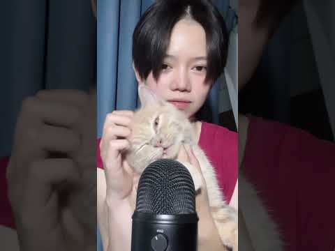 Khi mèo lên lv làm asmr #shorts #asmrvietnam, #asmrsleep, #relaxing