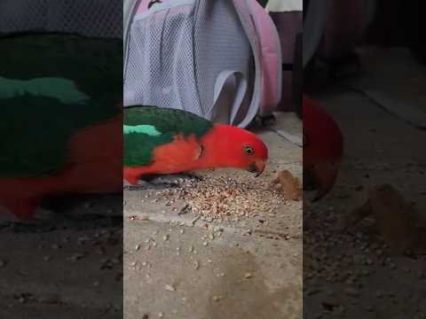 🦜🫶*click* *click* *click* #asmr #asmrsounds #birds #bird #birdsounds #munasmr #fypage #foryou #fypp