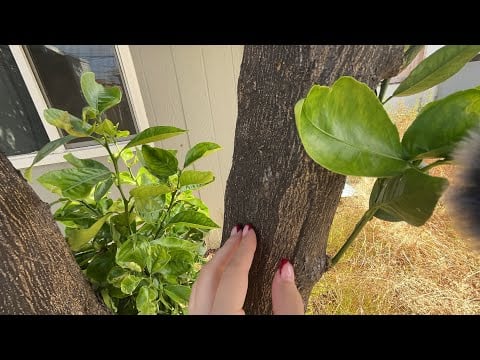 Outdoor asmr! Tapping, Scratching, Plants, Cat + more