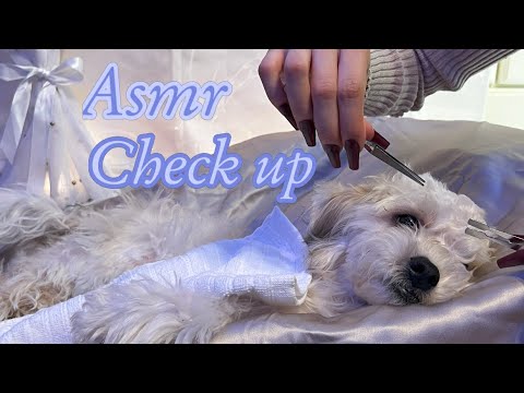 Asmr Doggy Check Up
