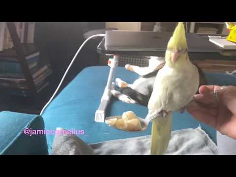 Mischevious Cockatiel with Mac & Cheese