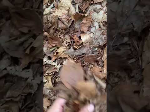 ASMR ✨ in the woods with Polly