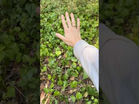 Ivy Tree Plant Medicine Celtic Year September 2025 #reiki #nature