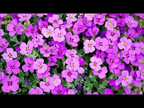 Heart & Breath Meditation to Feel Sexy & Beautiful in Your Body.