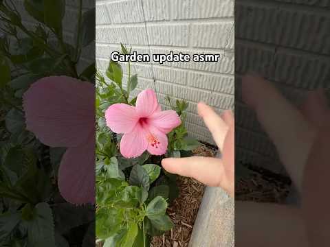 Garden update asmr