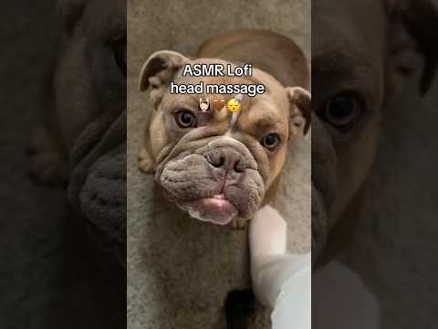 ASMR Lofi head massage 🐾🤎- #asmr #asmrperls #asmrheadmassage #englishbulldog