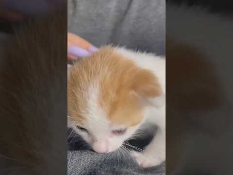 Asmr tapping in plastic kittens 🐱 #asmr #kitten #triggersforsleep
