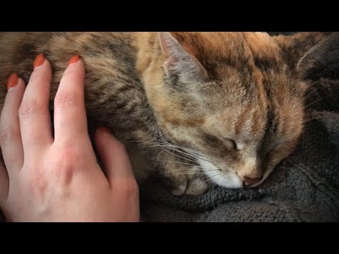 Fall asleep to petting my cat🐱 • Cat purring💕 • ASMR • Sunny ASMR