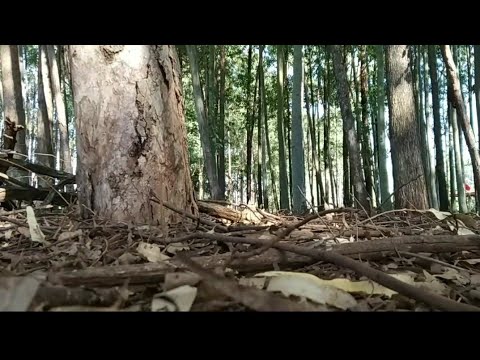 ASMR " SONS DA NATUREZA / Nature Sounds [ Binaural ]