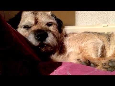 BORDER TERRIER ♥Late National Dog Day  ▽･ｪ･▽ﾉ”