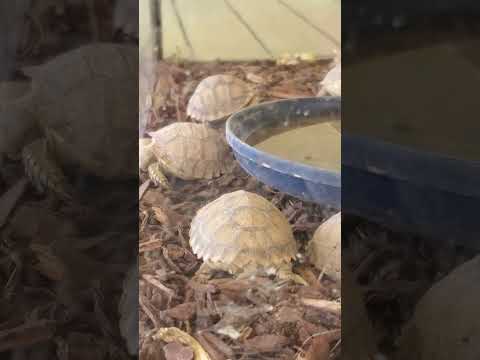 How do I Explain my Turtle ASMR Had Babies 👶 (African Sulcata Tortoise 🐢) #turtle #baby #tortoise