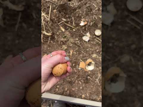 Egg crunching ASMR! for my compost bin! #asmrcrunch #asmrcrunchy #farmlife #sustainableliving #asmr