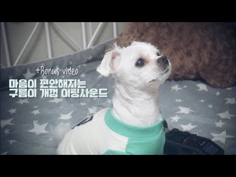 [BONUS ASMR] 강아지 개껌 이팅사운드│Dog Eating sound│강아지 입소리│Dog mouth sounds [힐링 영상]