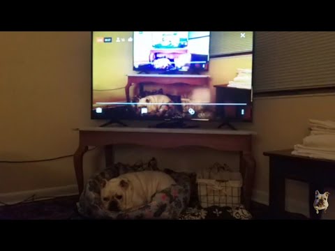 Hey Everyone (Live Stream)