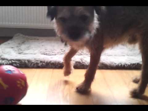border terrier