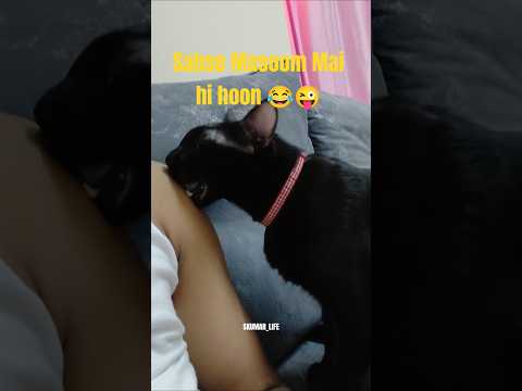 Duniya main Sab se Masoom Mai hi hoon short video 😎😺😂 #shorts #cat #viral #comedy #funny