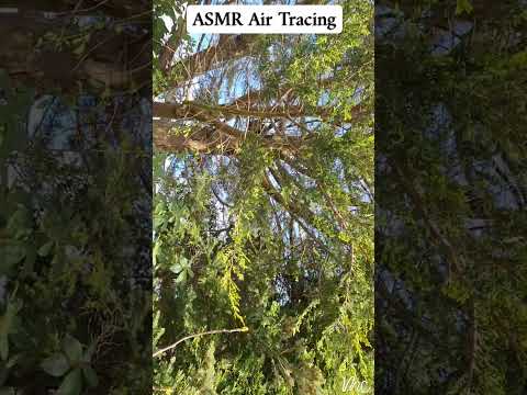 ASMR Air Tracing Trees with a Brush 🌳 #asmrbrushing  #asmrnature #publicasmr #naturesounds