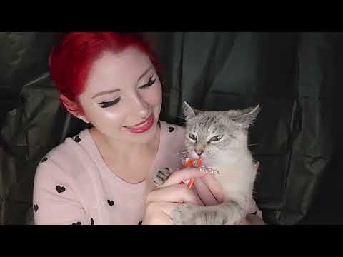 ASMR Introducing My Cats Lofi