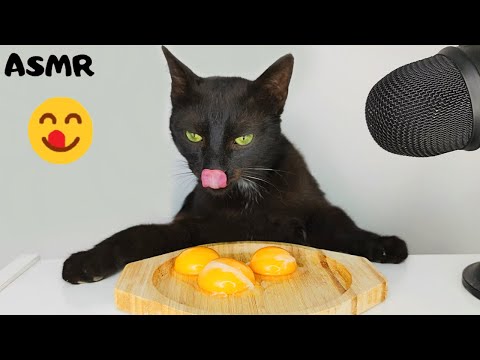 Cat eating Egg Yolk ASMR