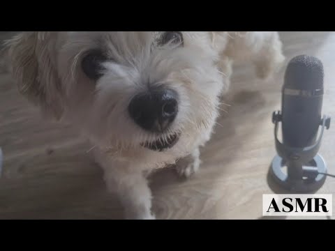 Cute dog Asmr 🤍