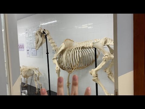 ASMR ALEATÓRIO NA FACULDADE