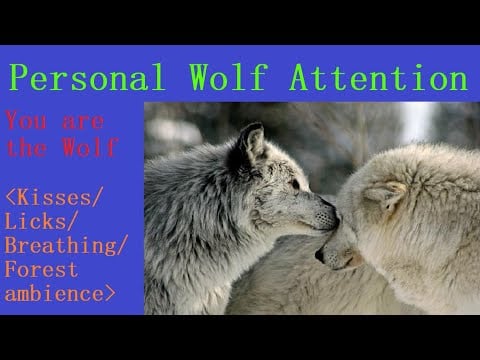 Personal wolf attention/Furry Asmr/Otherkin Asmr/Wolf Listner Asmr