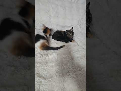 Jaydyn, Antares, and Spooks playing with they toy