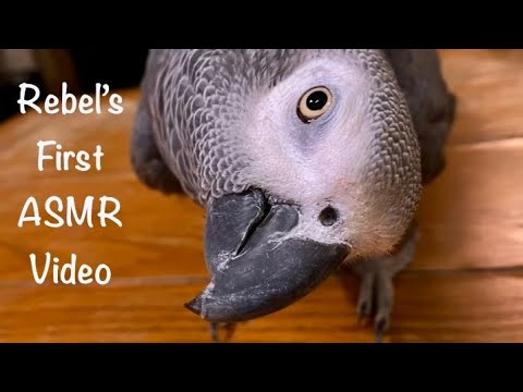 Rebel's first ASMR video |  35 yo African Grey Parrot tries ASMR | Sublime mouth sound triggers