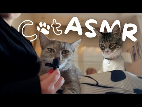[ASMR] Lofi Turkish Cat ASMR | ASMR Marlife