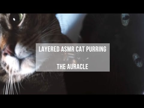 Layered [ASMR] ★ Cat Purring ★ Relaxing sounds  [ear to ear] [no talking]