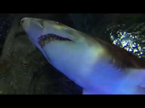 Whisper Update - Friends & Flying | Archived Footage (ASMR)