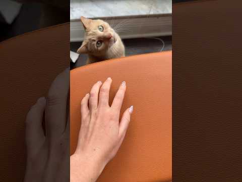 lofi asmr for you (and my cat)