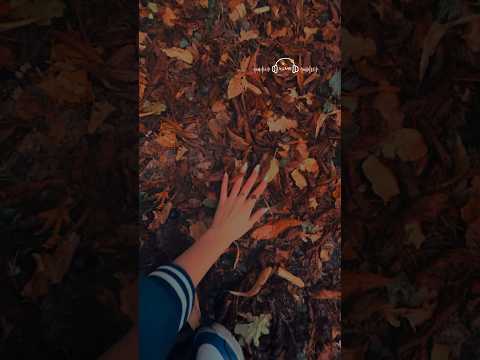 🍁 Autumn Vibes Asmr 🍁 #asmr  #asmrita #autumn