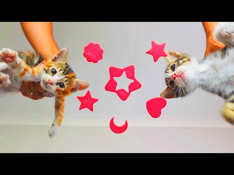 Cute Kittens Eating Shaped Food ASMR