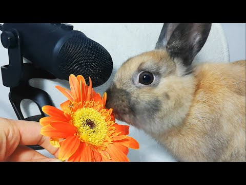 Rabbit eating Flower ASMR