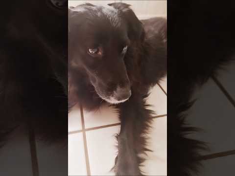 Chiquita vous fait un petit coucou  et vous remercie toutes et tous pour votre aide.🐕❤️🍀