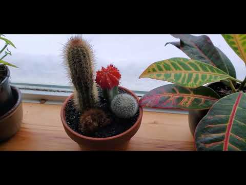 ASMR Taking care of my plants