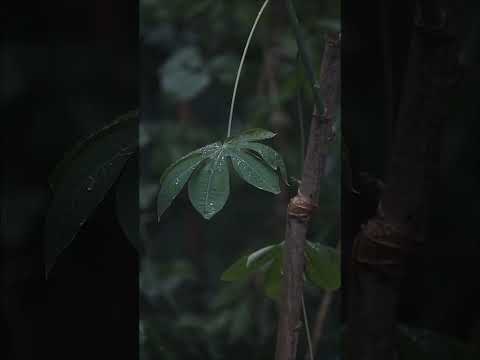 heavy rain and thunder #relax#heavy rain#rain sounds #ambience