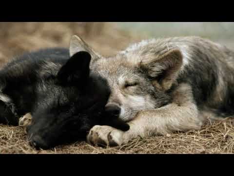 Cuddling a wolf to sleep/Wolf asmr/Otherkin asmr/Furry asmr