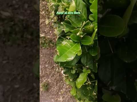 ASMR al aire libre 🦜🍀 un poquito de mi finde #asmr #asmrsounds #colombia #trending #asmrcommunity