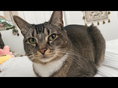 Cat ASMR  #asmr #cats #cat #asmrsounds #lofiasmr #whispers 