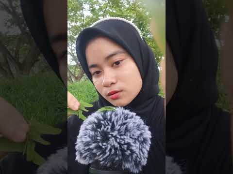 ASMR CARI KUTU 🐢