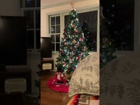 Cozy cat purring and guitar strumming by the Christmas tree. 🎄 #asmrsounds #catasmr