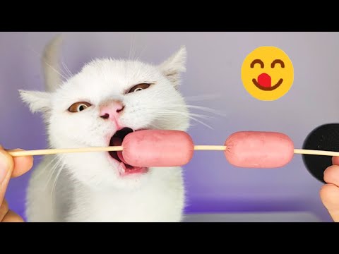 White Cat Eating Sausage ASMR