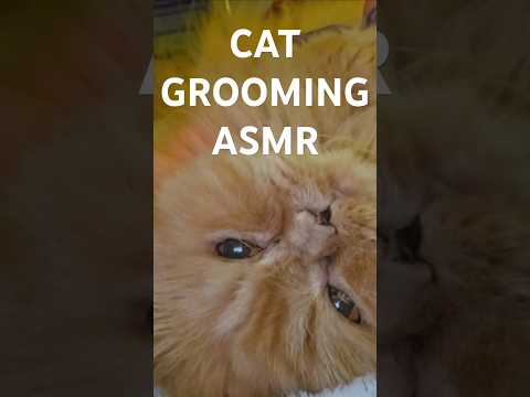 CAT GROOMING ASMR RELAXING #petasmr #catasmr #asmrforrelaxing