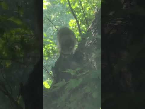 Backyard Raccoon ASMR 🦝🌳