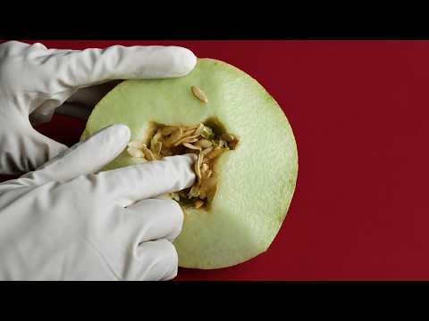 ASMR Amazing Melon Touch Sounds for Deep Relaxation💤