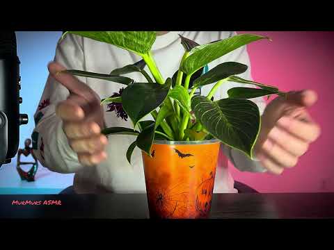 Plant Care ASMR 🌱 Gentle Tapping & Watering Sounds 🍀🪴